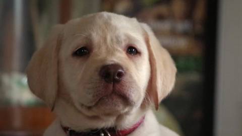 Labrador puppy