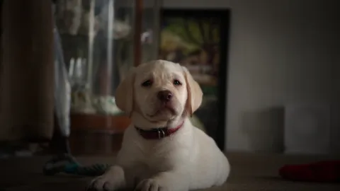Patsy the labrador