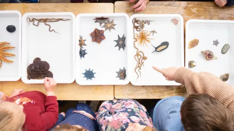 Kinder kids looking at sea creatures.