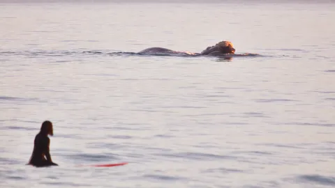 Surfer and whale