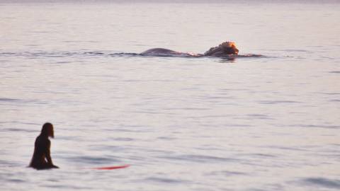 Surfer and whale