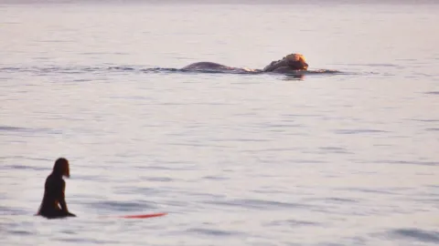 Dr Brienna Butterworth surfing near a Southern Right whale at Logans Beach.