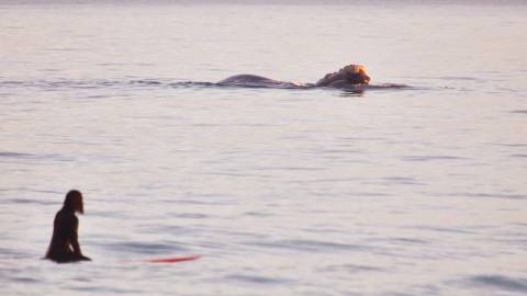 Dr Brienna Butterworth surfing near a Southern Right whale at Logans Beach.