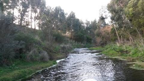 Merri River upstream from bridge.