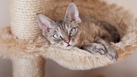 Cat in elevated basket