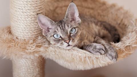 Cat in elevated basket