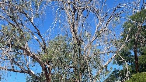Dead and dying trees at Bushfield.