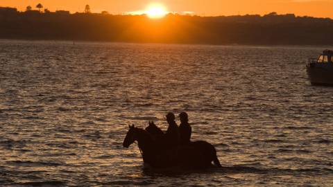 Horses training in Lady Bay.