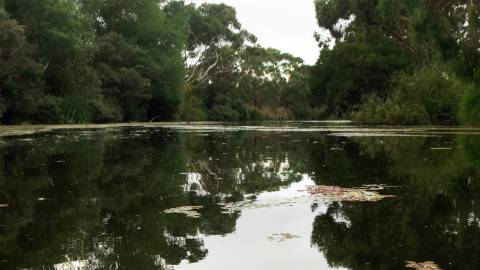 River and Trees