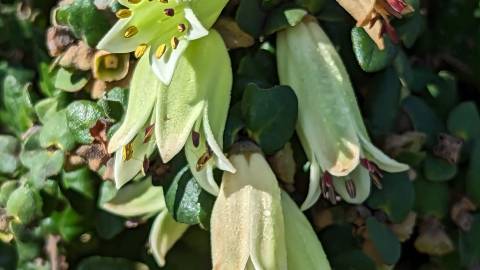 Correa reflexa