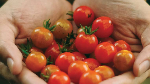 Gardens for Harvest