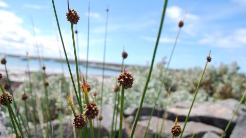 Sea Grass