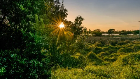 Sunrise through Trees