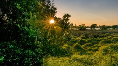 Sunrise through Trees