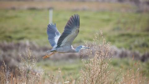 Merri River Egret